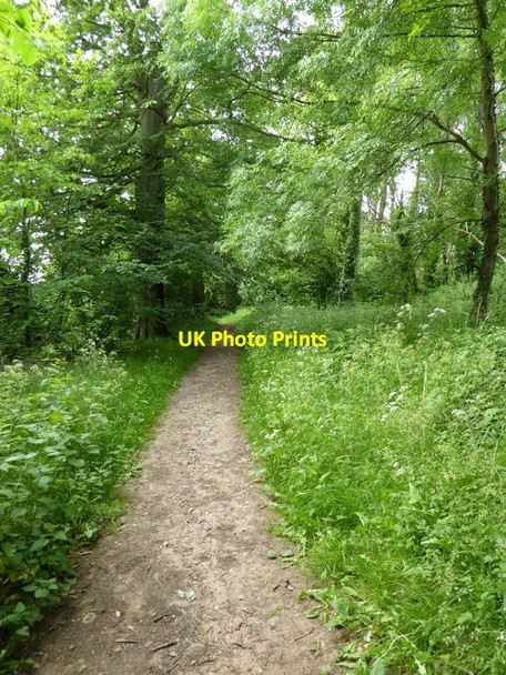 Photo 6"x4" The Monarch's Way, White Ladies Priory Renshaw Wood c2016