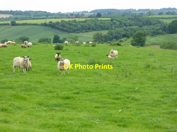 Photo 6"x4" Sheep in field near Alkerton Alkerton\/SP3742 c2016