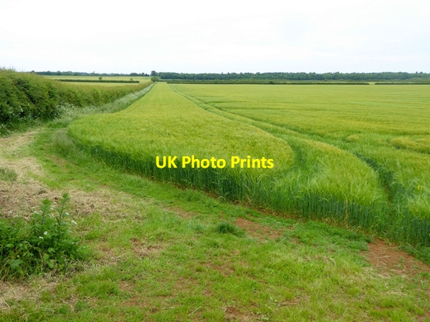 Photo 6"x4" Field of barley near Balscote Alkerton\/SP3742 c2016