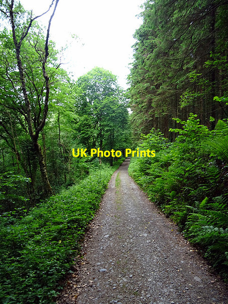 Photo 6"x4" Entering Cwm Einion Coed y Garth c2016