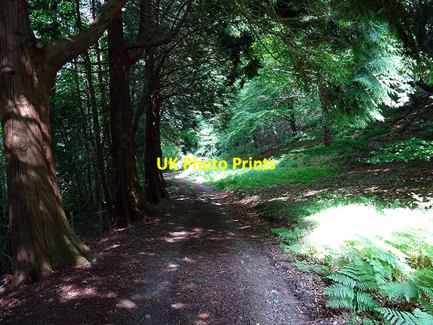 Photo 6"x4" Path through the woods Glandyfi c2016
