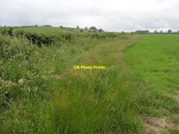 Photo 6"x4" Footpath to Bradon Lane Puckington c2016