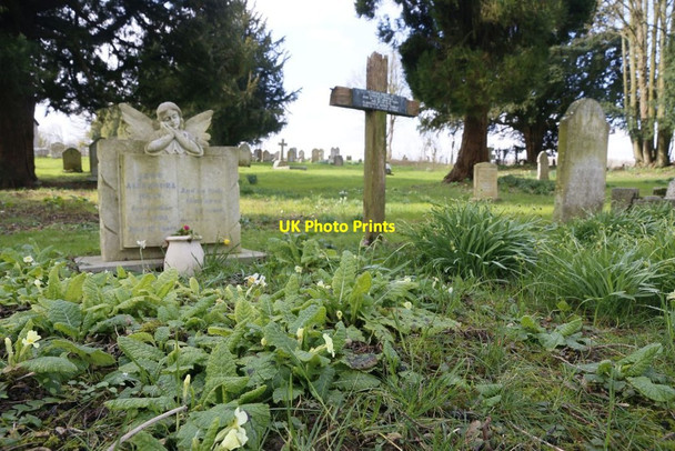 Photo 6"x4" Primroses on the Grave Ovington\/SU5631 c2016