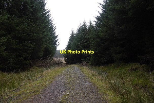 Photo 6"x4" Logging road Glendevon\/NN9904 c2015