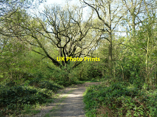Photo 6"x4" Reservoir Wood, Wanstead Park Wanstead c2011