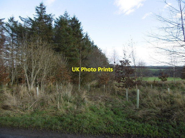Photo 6"x4" Strip wood, Hallrule Bonchester Bridge c2015