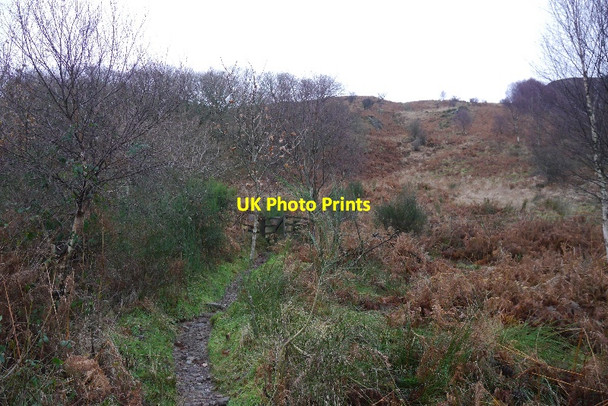 Photo 6"x4" Ptarmigan path Rowardennan c2015
