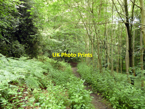 Photo 6"x4" Path in Longfield Wood Beaconsfield c2016