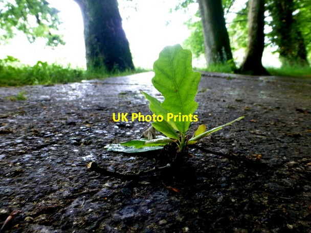 Photo 6"x4" Fallen leaf, Cranny Omagh c2016