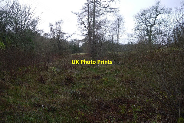 Photo 6"x4" Woodland, Glen Fruin Arden\/NS3684 c2015