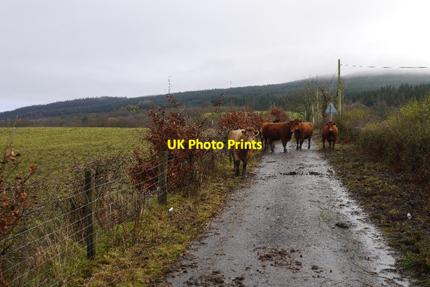 Photo 6"x4" Wester Bannachra Arden\/NS3684 c2015