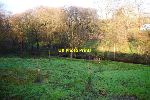 Photo 6"x4" Young trees, Formakin Bishopton\/NS4371 c2015