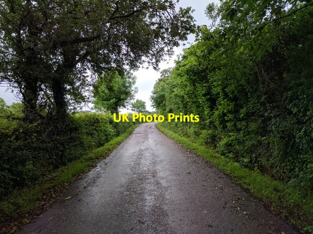 Photo 6"x4" Lane near Rapshayes Farm Honiton\/ST1600 c2016