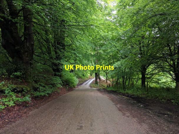 Photo 6"x4" Lane through the woods Honiton\/ST1600 c2016