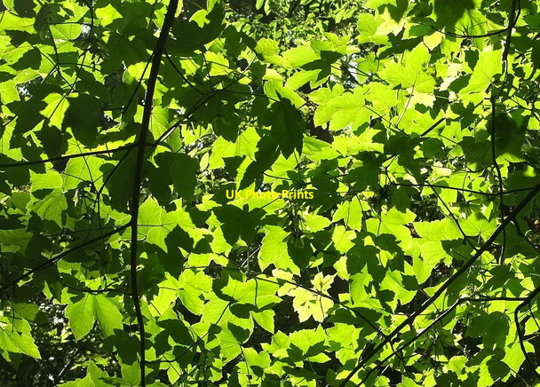 Photo 6"x4" Sycamore leaves, Chapel Hill Pleasure Grounds Torquay c2016
