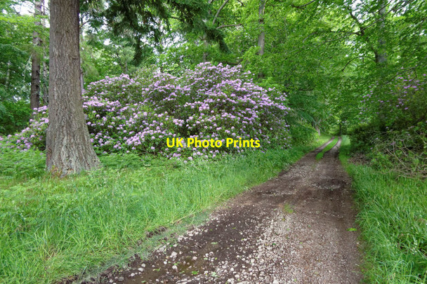 Photo 6"x4" Track on the Altyre Estate Conicavel c2016