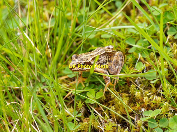 Photo 6"x4" The common frog Allt Tarsuinn\/NH7025 c2016
