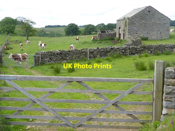Photo 6"x4" Barn and cattle below Knock Pike Knock\/NY6727 c2016