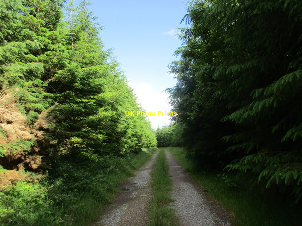 Photo 6"x4" Woodland ride at Ballynona North Clonmult c2016
