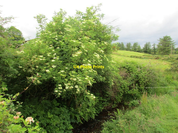 Photo 6"x4" Elderbush by a stream Clonmult c2016