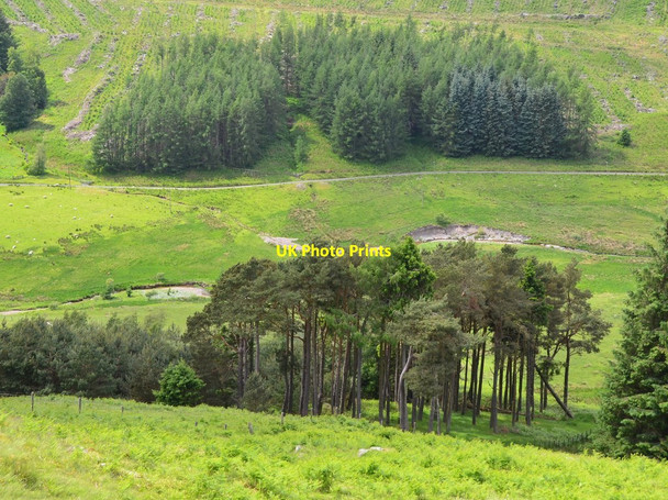 Photo 6"x4" Plantations, Manor Valley Langhaugh\/NT2031 c2016