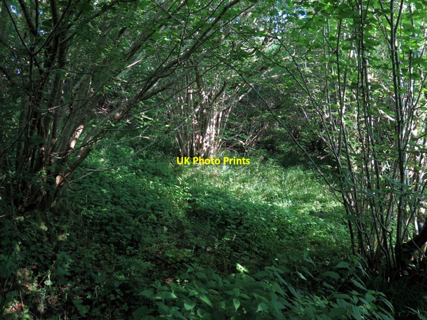 Photo 6"x4" Hazel coppice near Bandley Bridge Appleby-in-Westmorland c2016