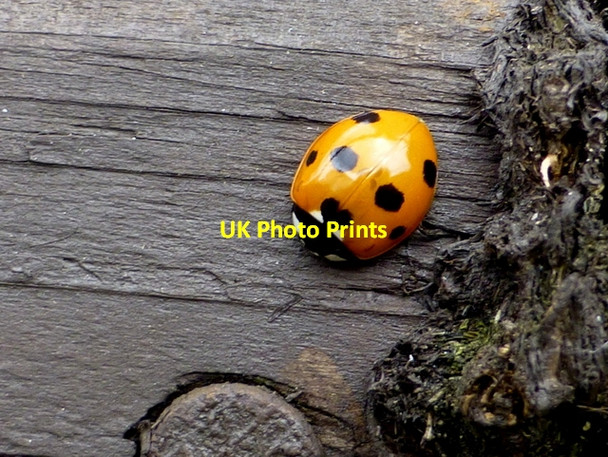 Photo 6"x4" Seven spot yellow ladybird, Omagh Omagh c2016