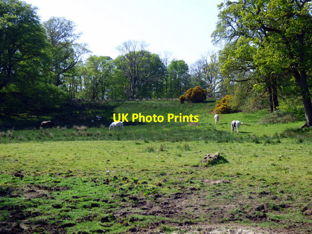 Photo 6"x4" Field at Ardgowan Estate Inverkip c2016