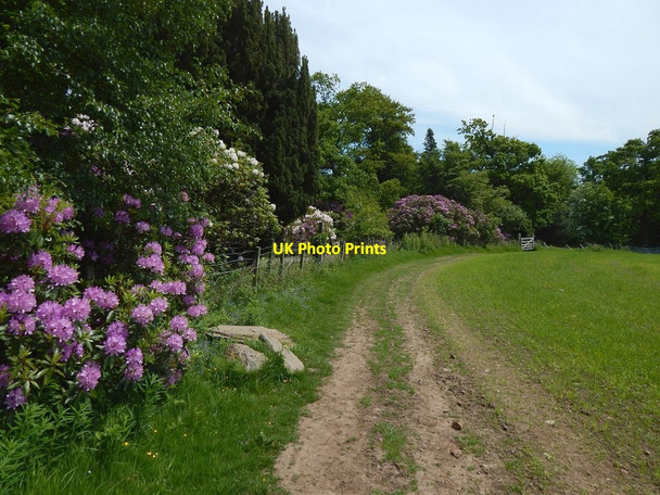 Photo 6"x4" Path following northern edge of field Kelhurn c2016 P1