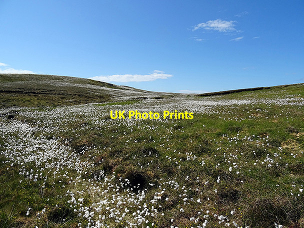 Photo 6"x4" Cottongrass at Scarvister Scarvister c2016