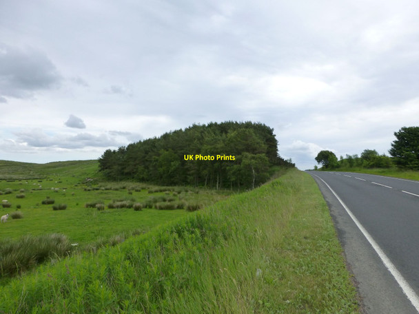 Photo 6"x4" Small wood on Kirkwhelpington Common Knowesgate c2016