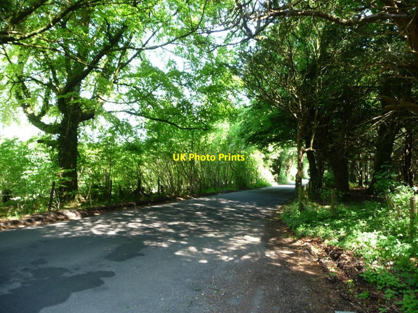 Photo 6"x4" Dappled light on the road to Lane End Down Lane End\/SU5525 c2016