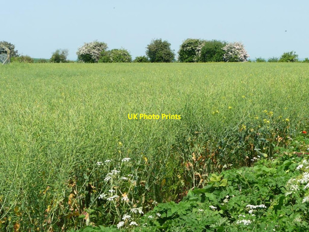 Photo 6"x4" Looking north at Lane End Down Lane End\/SU5525 c2016