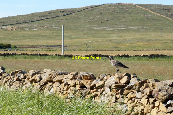 Photo 6"x4" Curlew (Numenius arquata), Baltasound Baltasound c2016