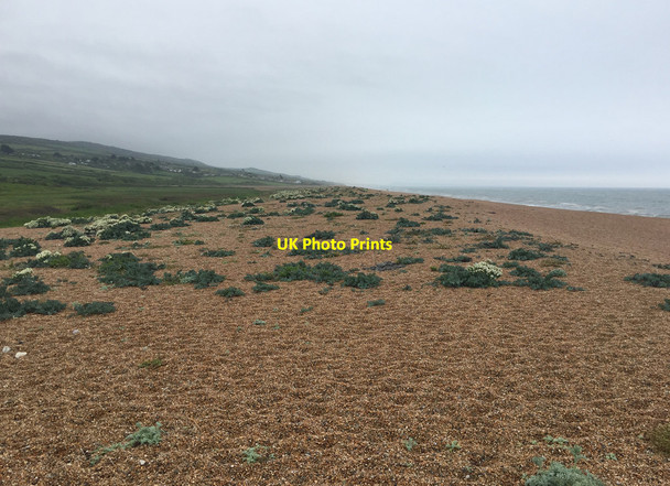 Photo 6"x4" Chesil Beach west of West Bexington Swyre\/SY5288 c2017