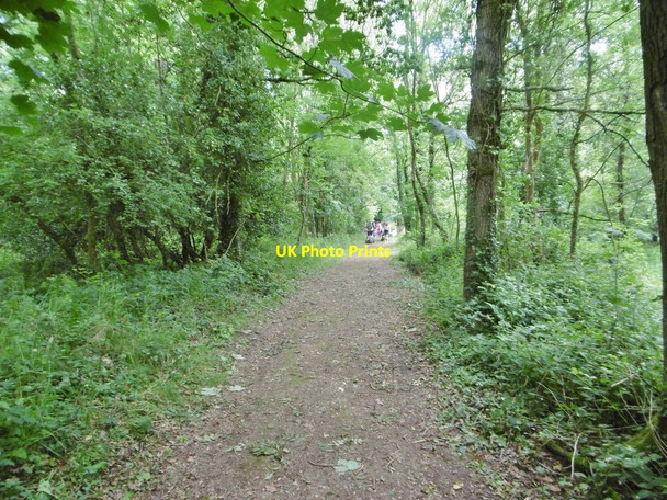Photo 6"x4" Beckley, woodland walk Beckley\/SZ2296 c2017