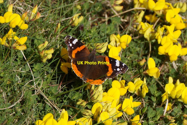 Photo 6"x4" Red Admiral (Vanessa atalanta) on the Keen of Hamar Baltasound c2017