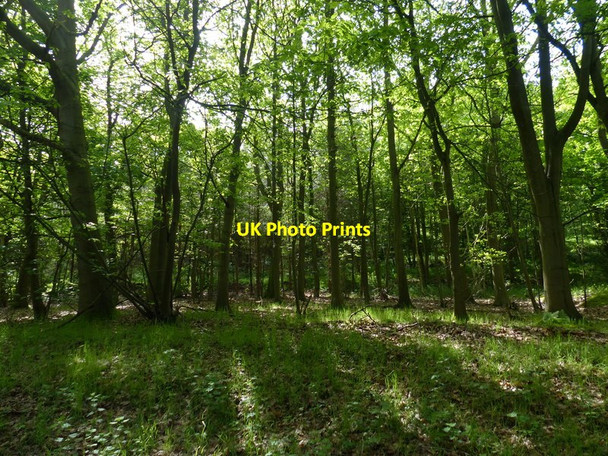Photo 6"x4" Laughton Woods at Hardwick Hill East Ferry c2017