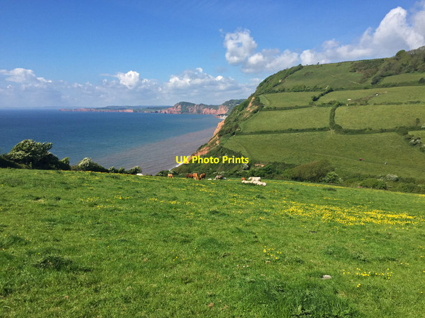 Photo 6"x4" South West Coast Path above Salcombe Mouth Sidmouth c2017