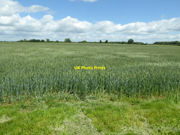 Photo 6"x4" Wheat field near Sarsden Sarsden c2017