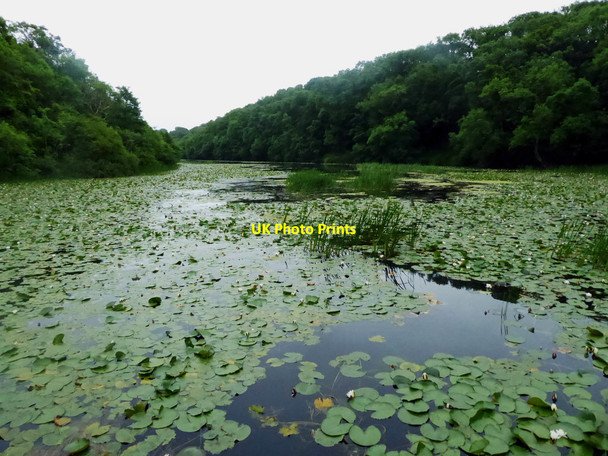Photo 6"x4" Bosherton lily ponds Bosherston c2017