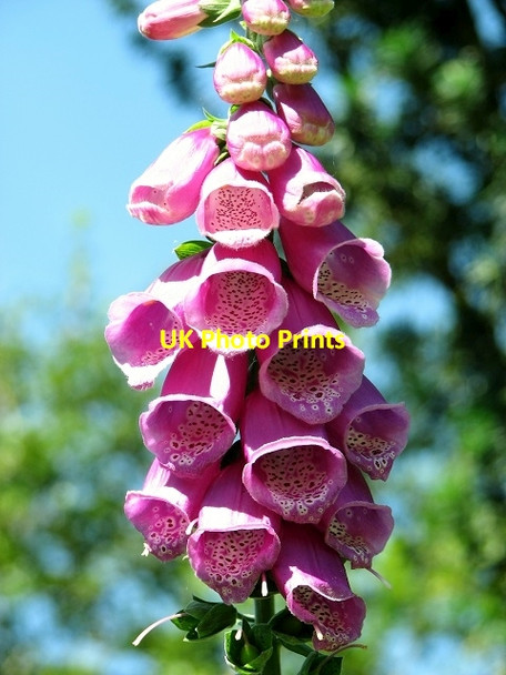 Photo 6"x4" Foxglove (Digitalis purpurea) Narborough\/TF7412 c2017