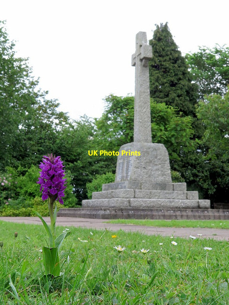 Photo 6"x4" Orchid & War Memorial, Heddon on the Wall Ryton\/NZ1564 c2017