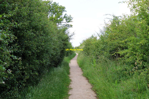 Photo 6"x4" Footpath to the wetland hides Oddington c2017