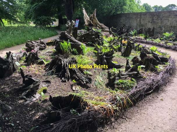 Photo 6"x4" Stumpery at Hardwick Hall Rowthorne c2017