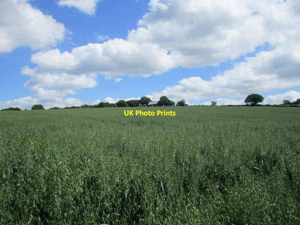 Photo 6"x4" Field of oats near Mitcheldean Brimps Hill c2017