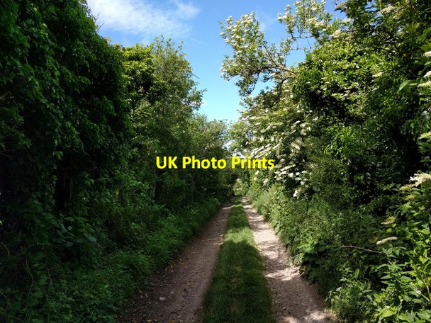 Photo 6"x4" Bridleway to Whiteshard Bottom, heading west Woodsend\/SU2275 c2017