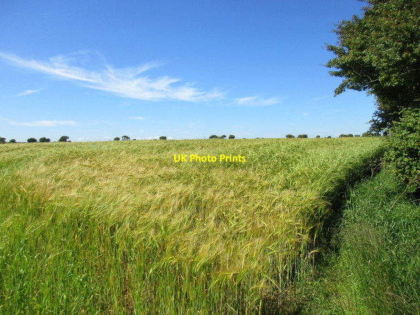 Photo 6"x4" Barleyfield near Ballinvoher Churchtown\/W9463 c2017