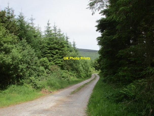 Photo 6"x4" Forest track below Knocknanask Ballynamult c2017