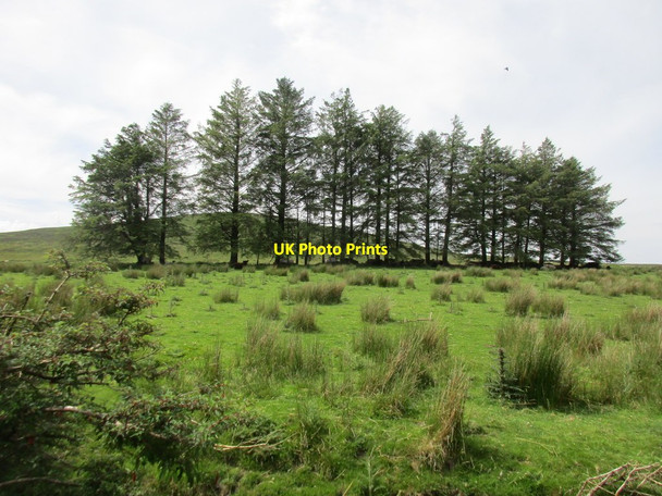 Photo 6"x4" Line of trees Ballynamult c2017